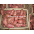 sweet potato/China sweet potato/Sweet Potato Price